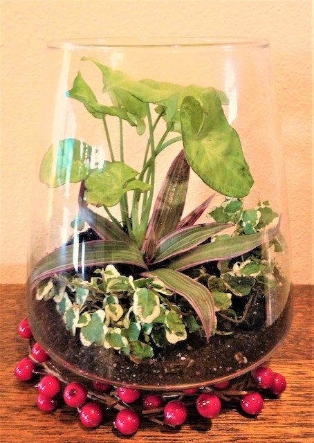 terrarium 2