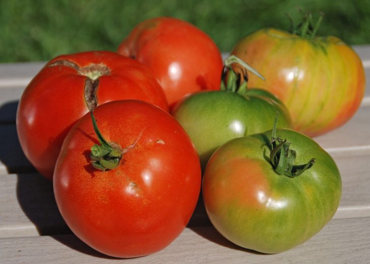 tomatoes